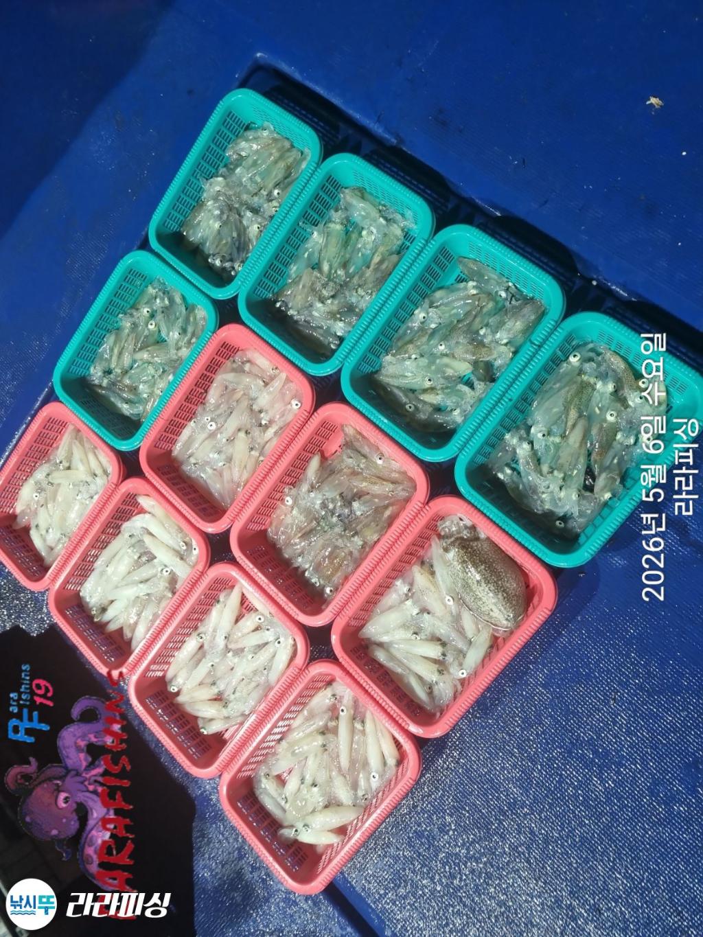 낚시뚜,호래기,속천항(진해),라라피싱,낚시뚜15