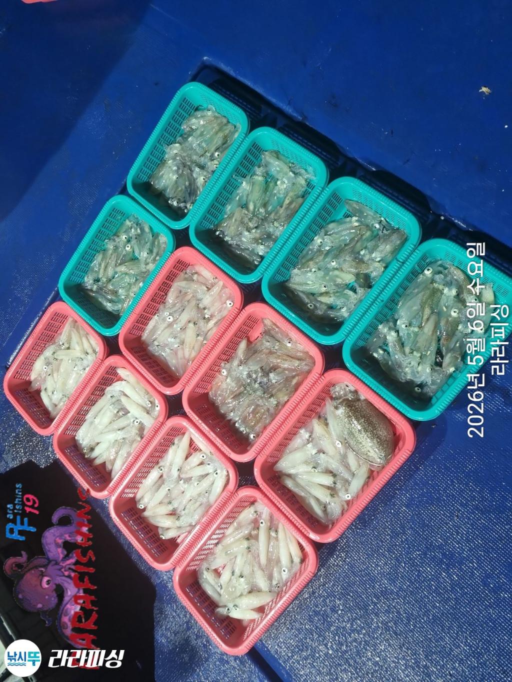 낚시뚜,호래기,속천항(진해),라라피싱,낚시뚜14