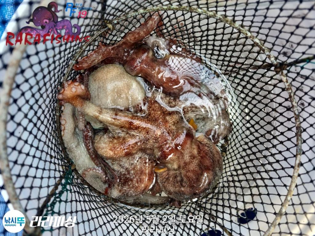 낚시뚜,호래기,돌문어,속천항(진해),라라피싱,낚시뚜31