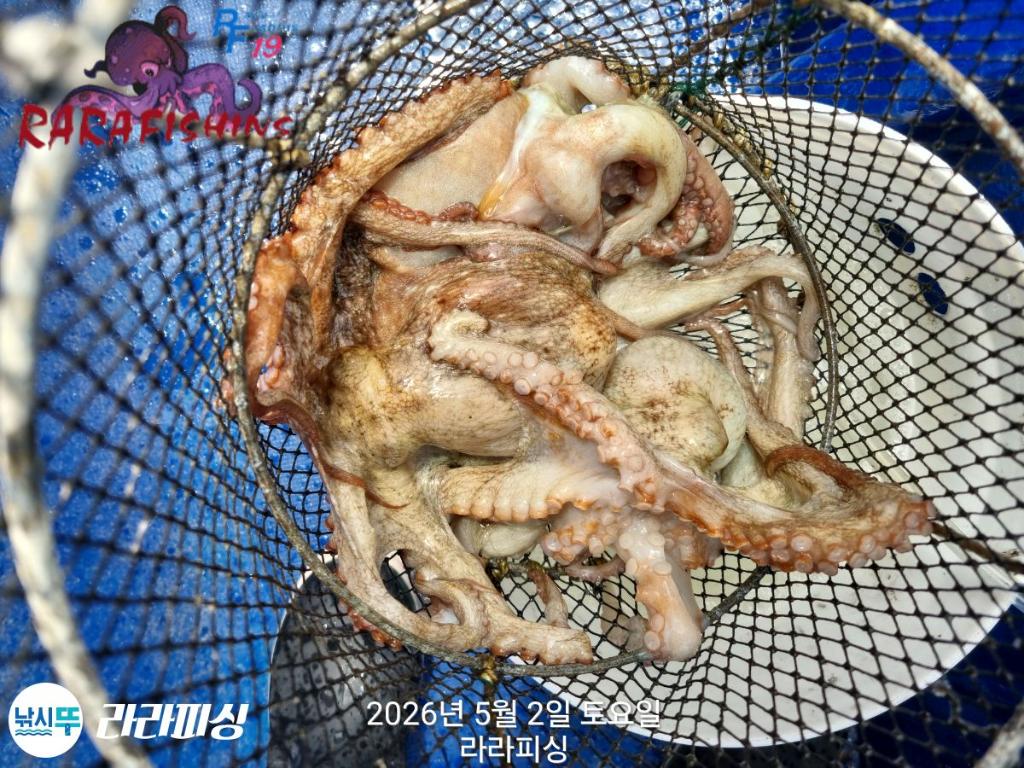 낚시뚜,호래기,돌문어,속천항(진해),라라피싱,낚시뚜28