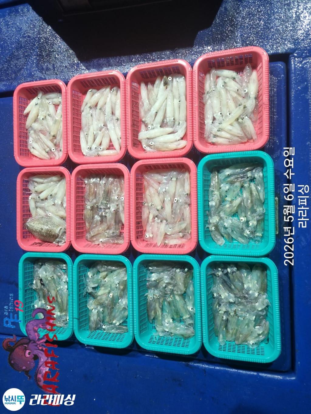 낚시뚜,호래기,돌문어,속천항(진해),라라피싱,낚시뚜16