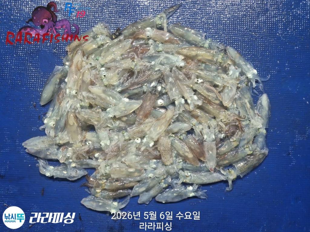 낚시뚜,호래기,돌문어,속천항(진해),라라피싱,낚시뚜13