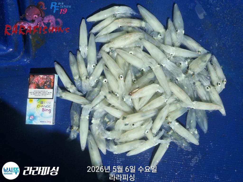 낚시뚜,호래기,돌문어,속천항(진해),라라피싱,낚시뚜12