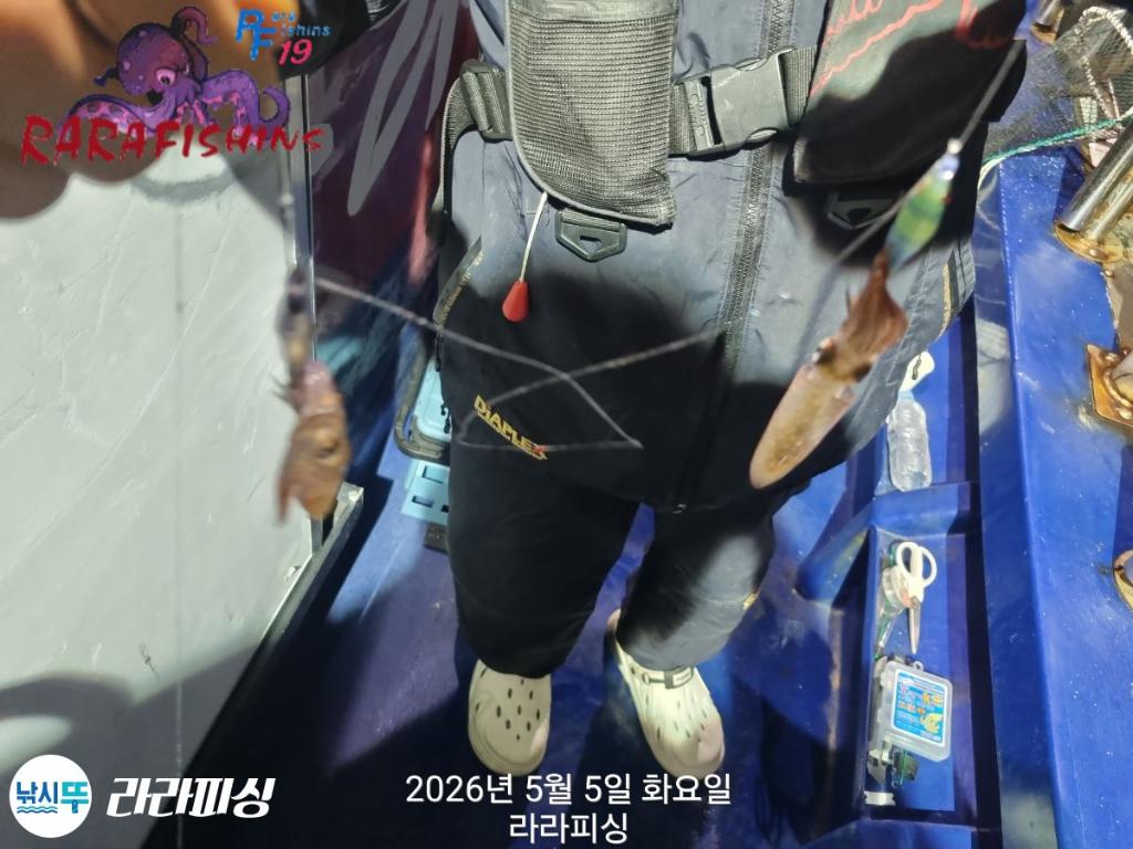 낚시뚜,호래기,돌문어,속천항(진해),라라피싱,낚시뚜6