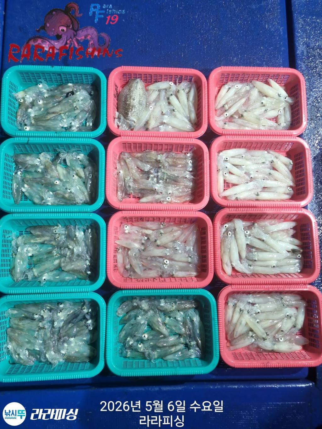 낚시뚜,호래기,돌문어,속천항(진해),라라피싱,낚시뚜2