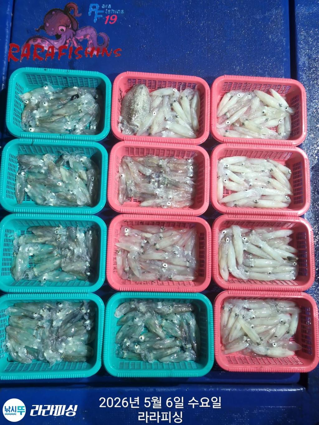 낚시뚜,호래기,돌문어,속천항(진해),라라피싱,낚시뚜1