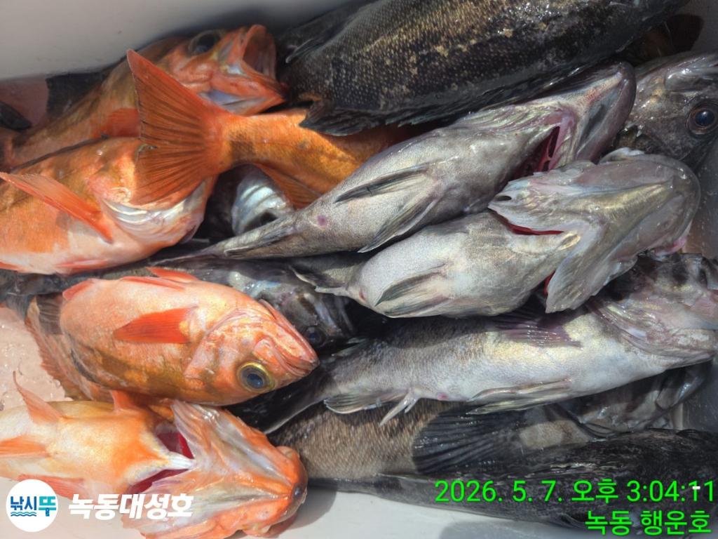 낚시뚜,우럭,열기,녹동항,녹동대성호,낚시뚜42