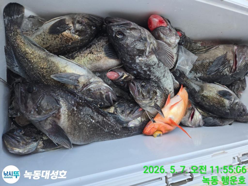 낚시뚜,우럭,열기,녹동항,녹동대성호,낚시뚜41
