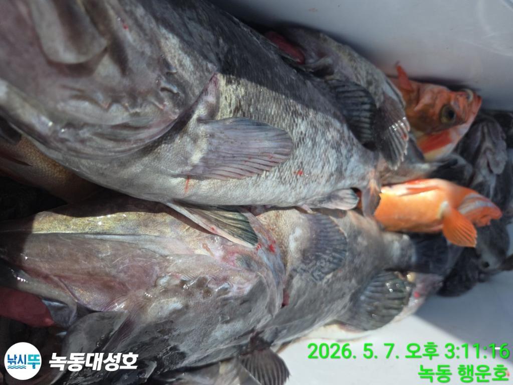 낚시뚜,우럭,열기,녹동항,녹동대성호,낚시뚜40