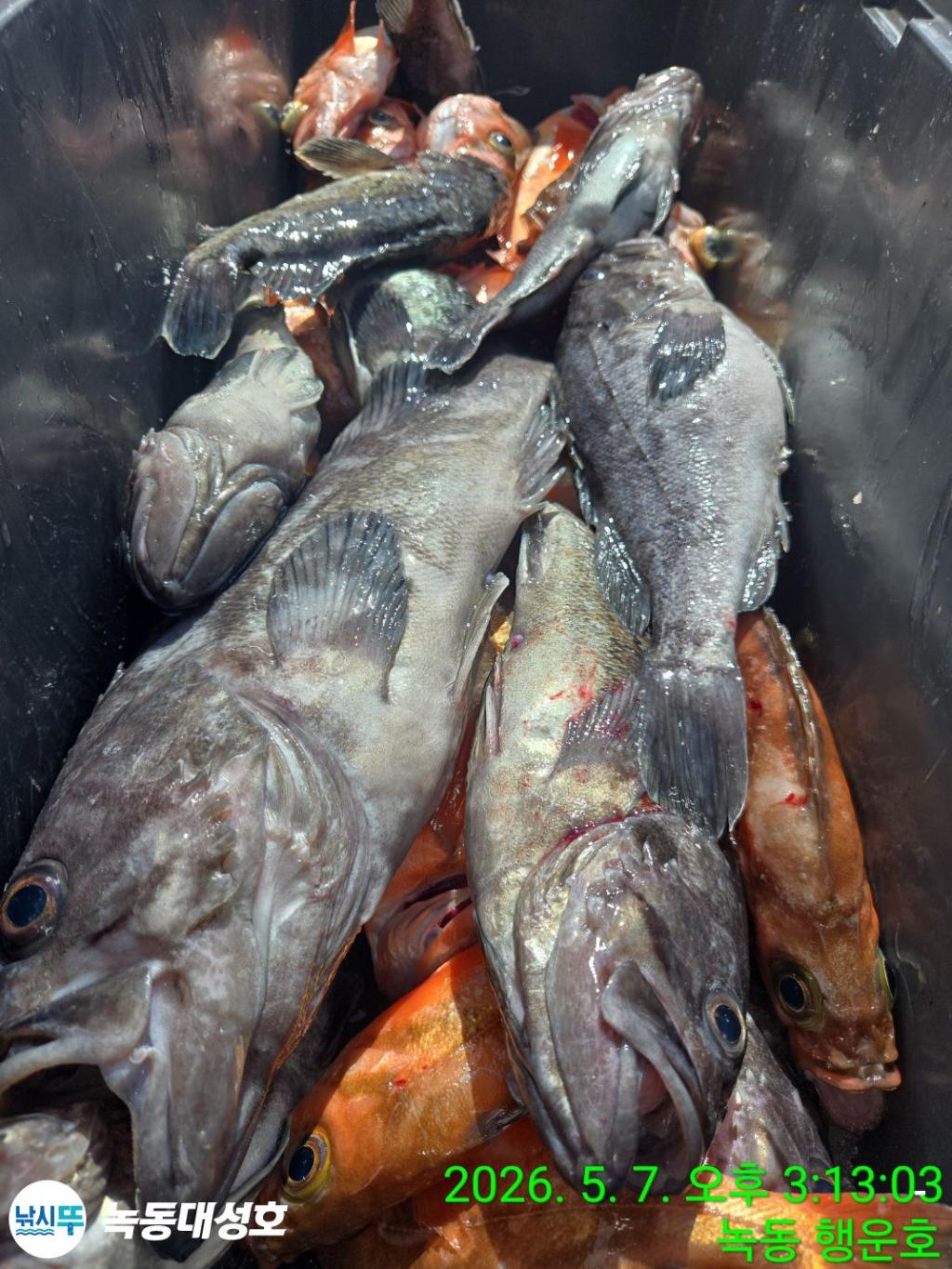 낚시뚜,우럭,열기,녹동항,녹동대성호,낚시뚜37