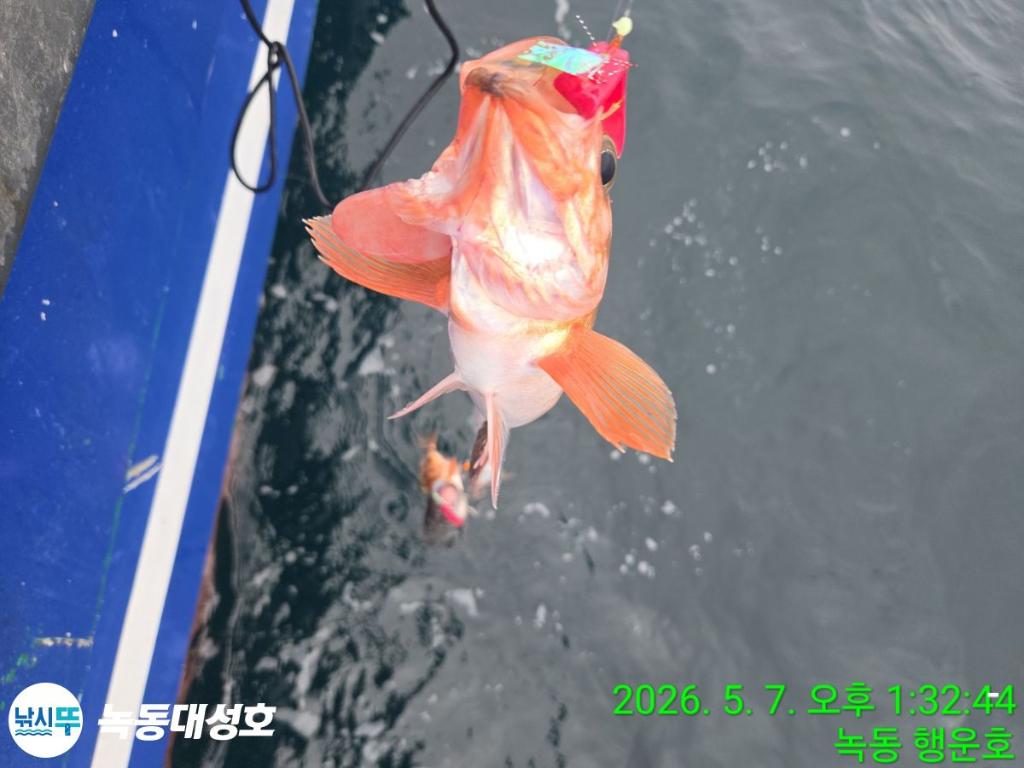 낚시뚜,우럭,열기,녹동항,녹동대성호,낚시뚜20