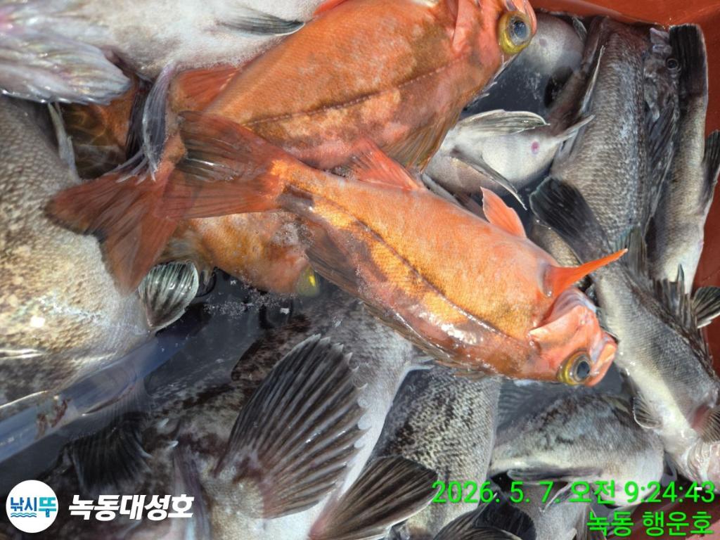 낚시뚜,우럭,열기,녹동항,녹동대성호,낚시뚜19