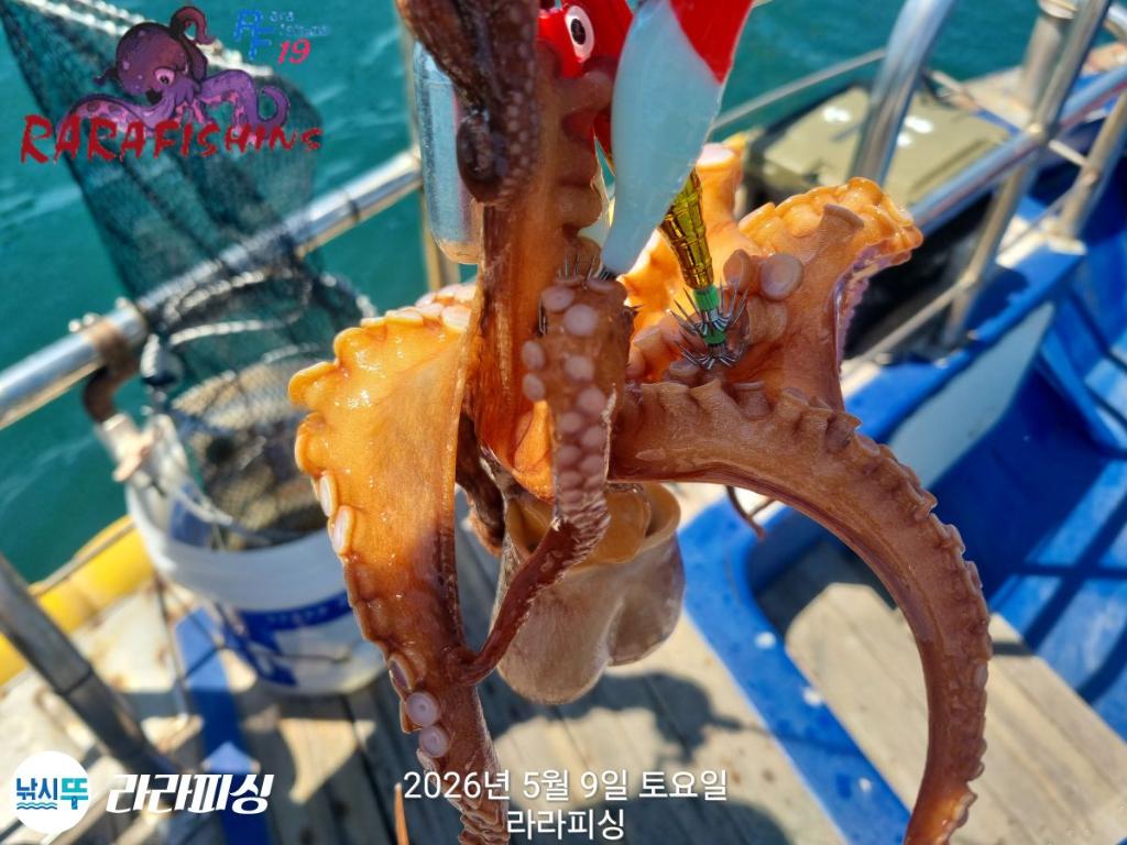 낚시뚜,호래기,돌문어,속천항(진해),라라피싱,낚시뚜17