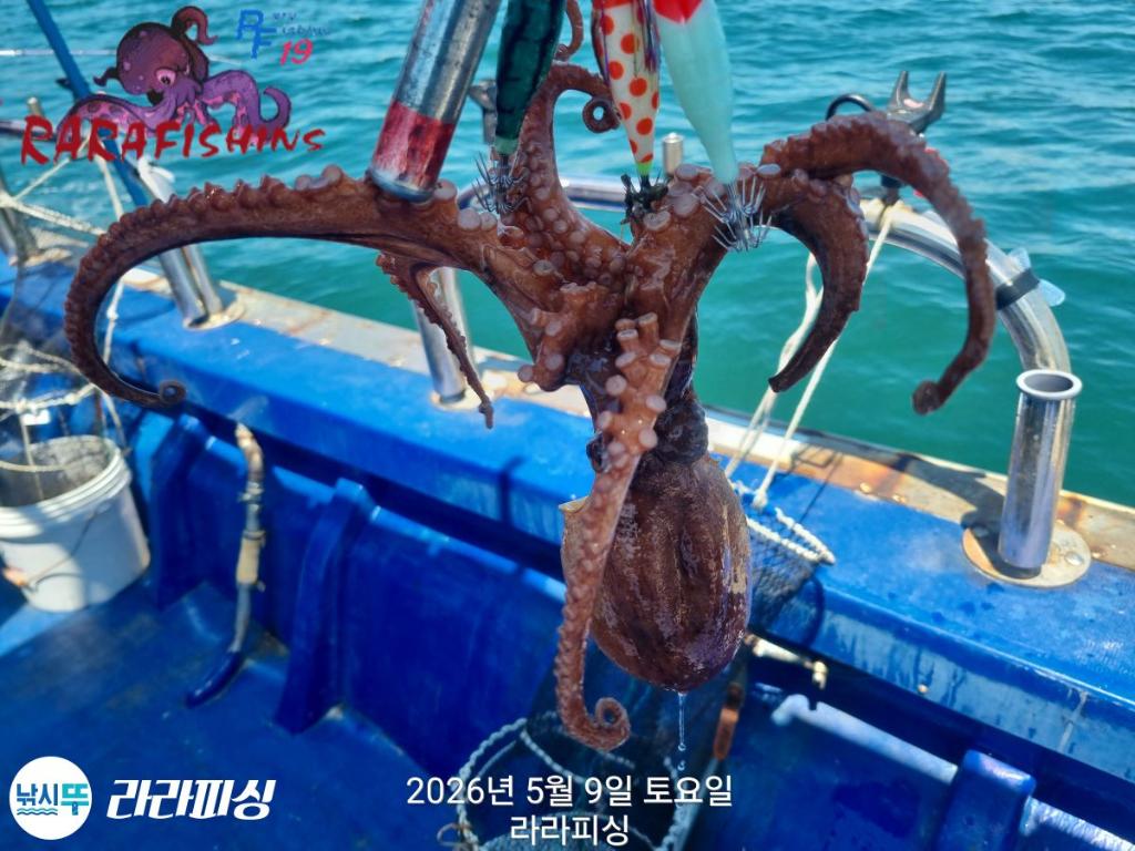 낚시뚜,호래기,돌문어,속천항(진해),라라피싱,낚시뚜15