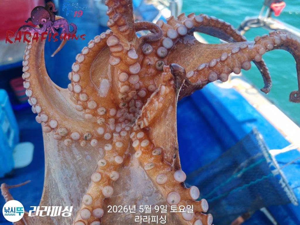 낚시뚜,호래기,돌문어,속천항(진해),라라피싱,낚시뚜14