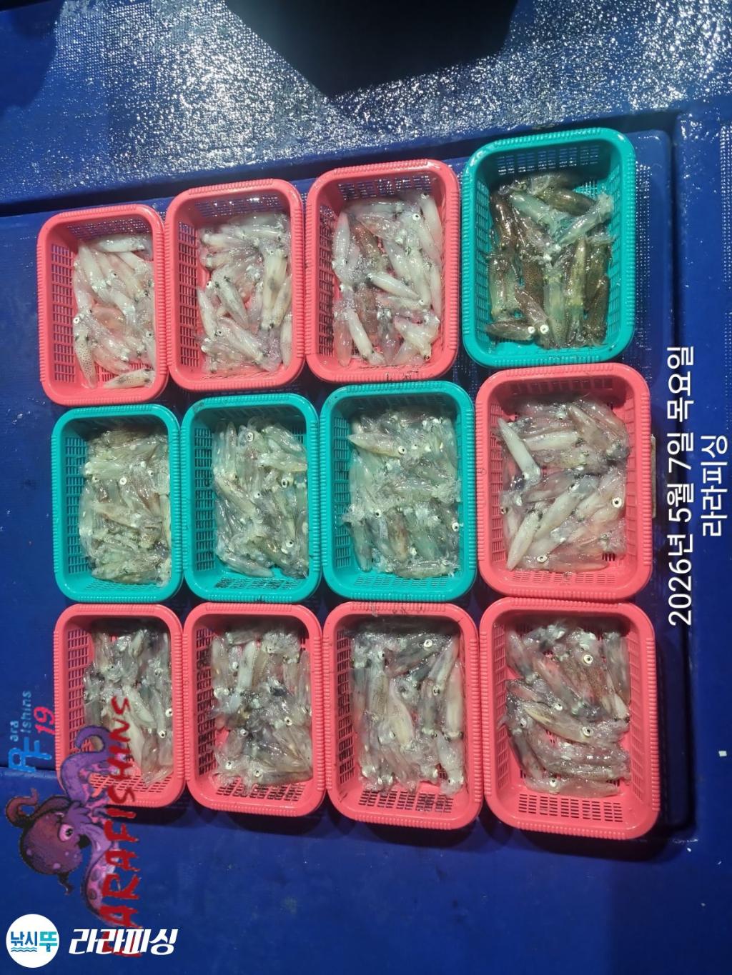 낚시뚜,호래기,돌문어,속천항(진해),라라피싱,낚시뚜10
