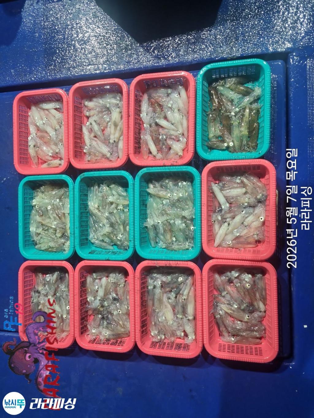 낚시뚜,호래기,돌문어,속천항(진해),라라피싱,낚시뚜9