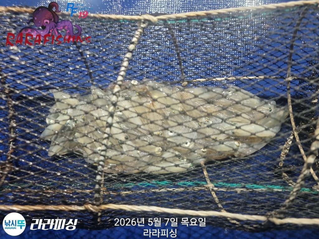 낚시뚜,호래기,돌문어,속천항(진해),라라피싱,낚시뚜8