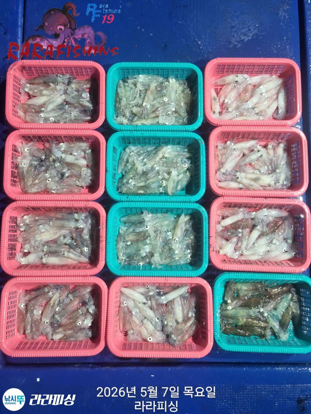 낚시뚜,호래기,돌문어,속천항(진해),라라피싱,낚시뚜1