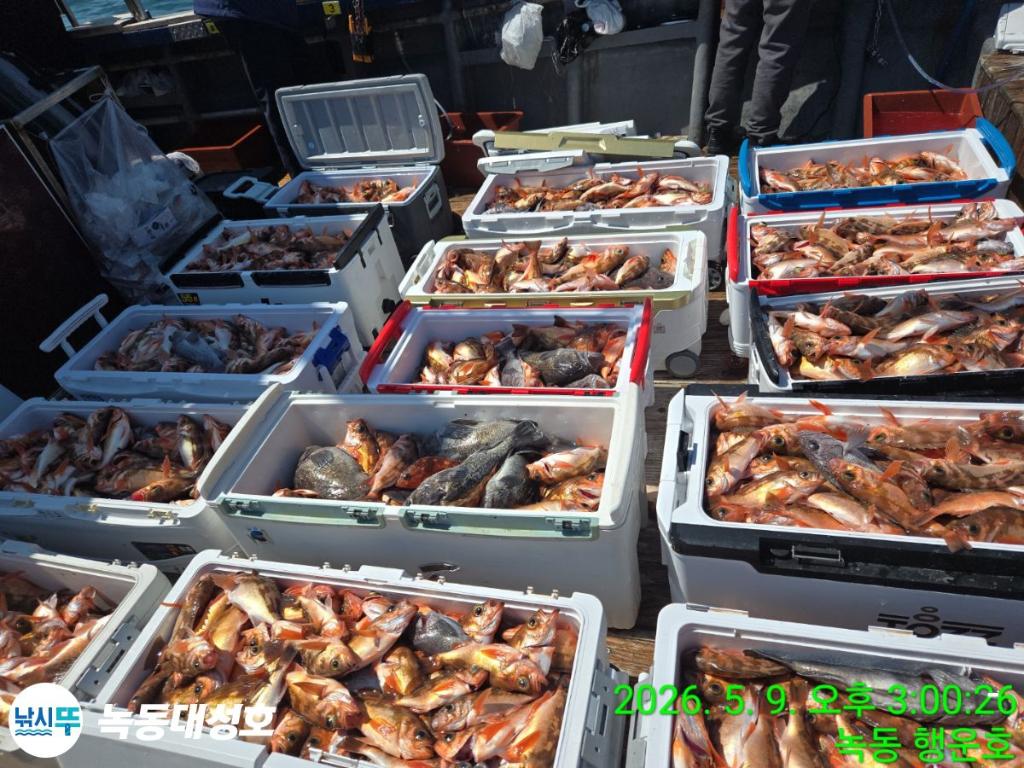 낚시뚜,열기,우럭,녹동항,녹동대성호,낚시뚜3