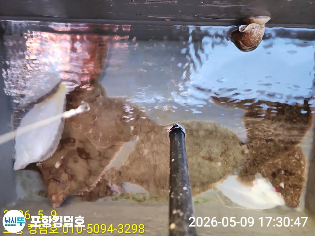 낚시뚜,도다리,영일만항,포항 킹덤호,낚시뚜53