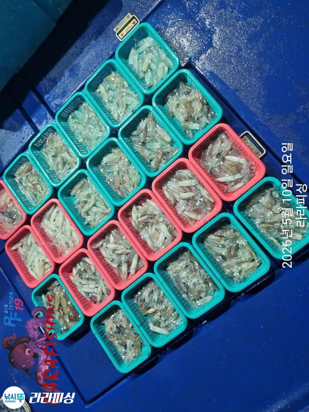 낚시뚜,호래기,속천항(진해),라라피싱,낚시뚜22