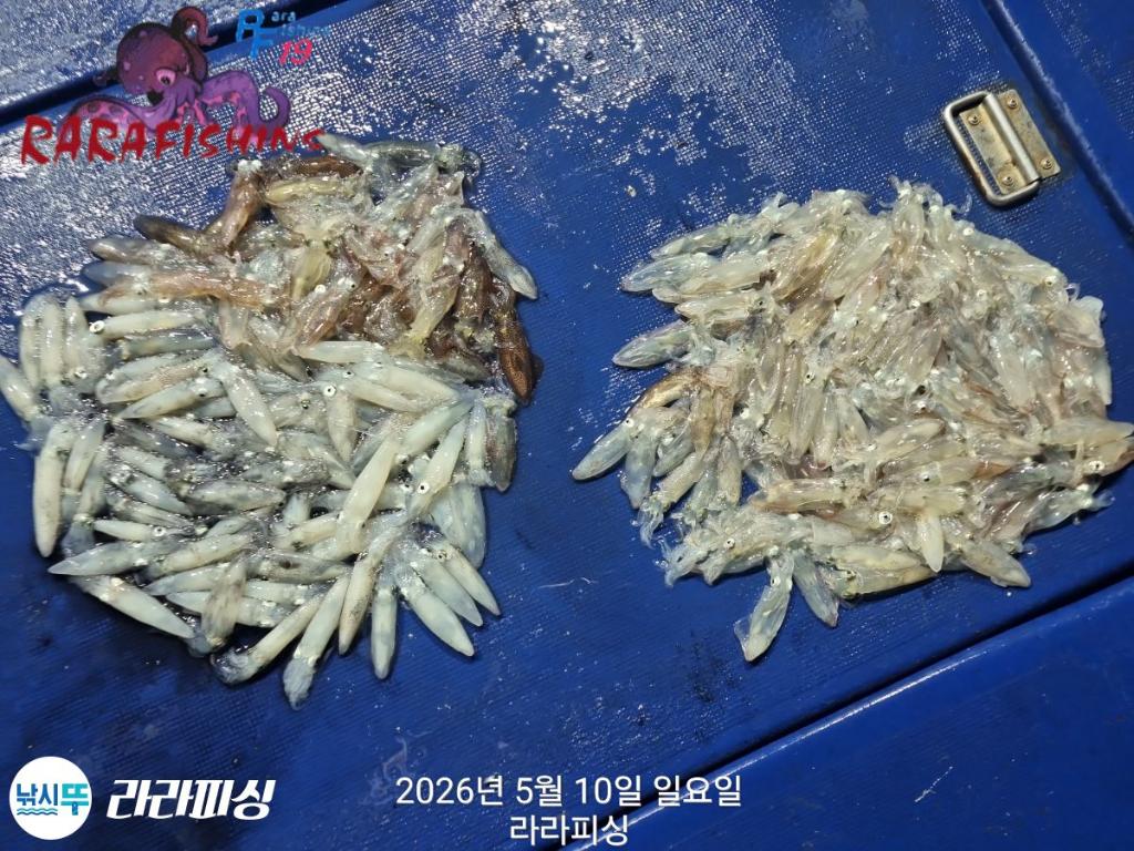 낚시뚜,호래기,속천항(진해),라라피싱,낚시뚜17