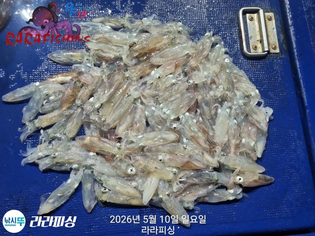 낚시뚜,호래기,속천항(진해),라라피싱,낚시뚜16