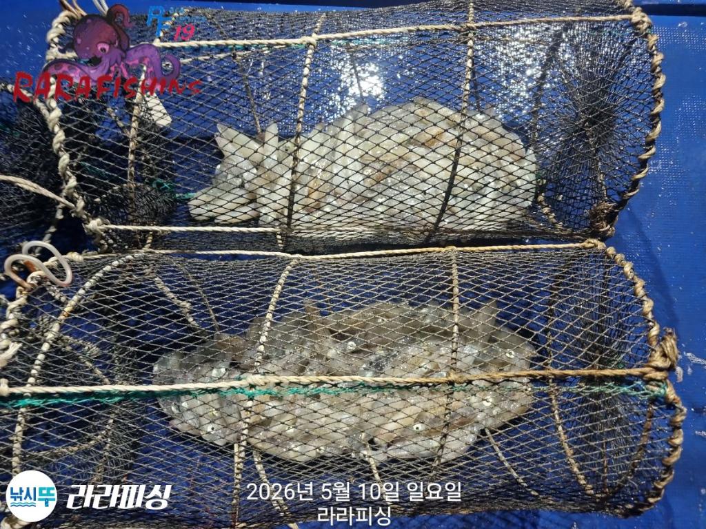 낚시뚜,호래기,속천항(진해),라라피싱,낚시뚜3