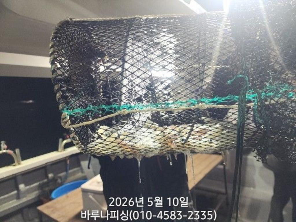 낚시뚜,호래기,속천항(진해),바루나피싱,낚시뚜6