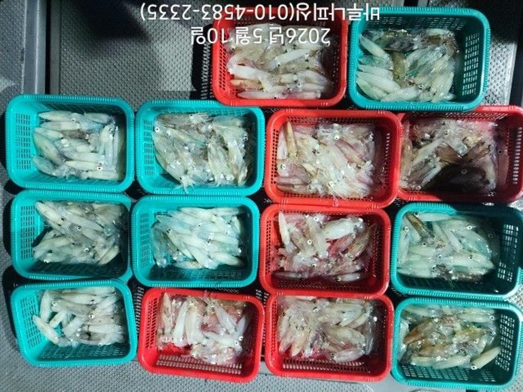 낚시뚜,호래기,속천항(진해),바루나피싱,낚시뚜3