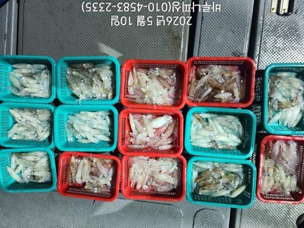 낚시뚜,호래기,속천항(진해),바루나피싱,낚시뚜2
