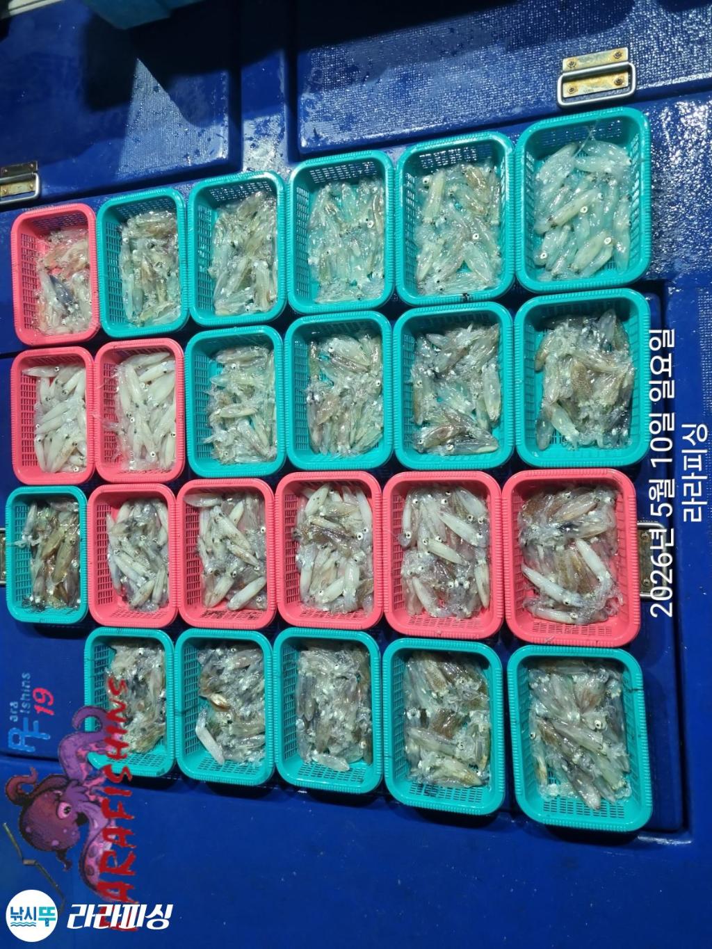 낚시뚜,호래기,속천항(진해),라라피싱,낚시뚜23