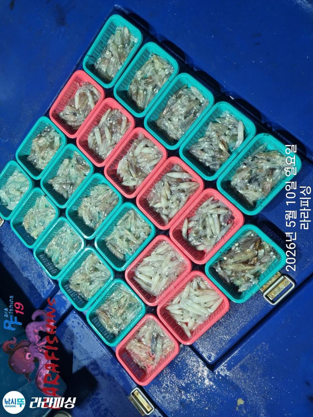낚시뚜,호래기,속천항(진해),라라피싱,낚시뚜20