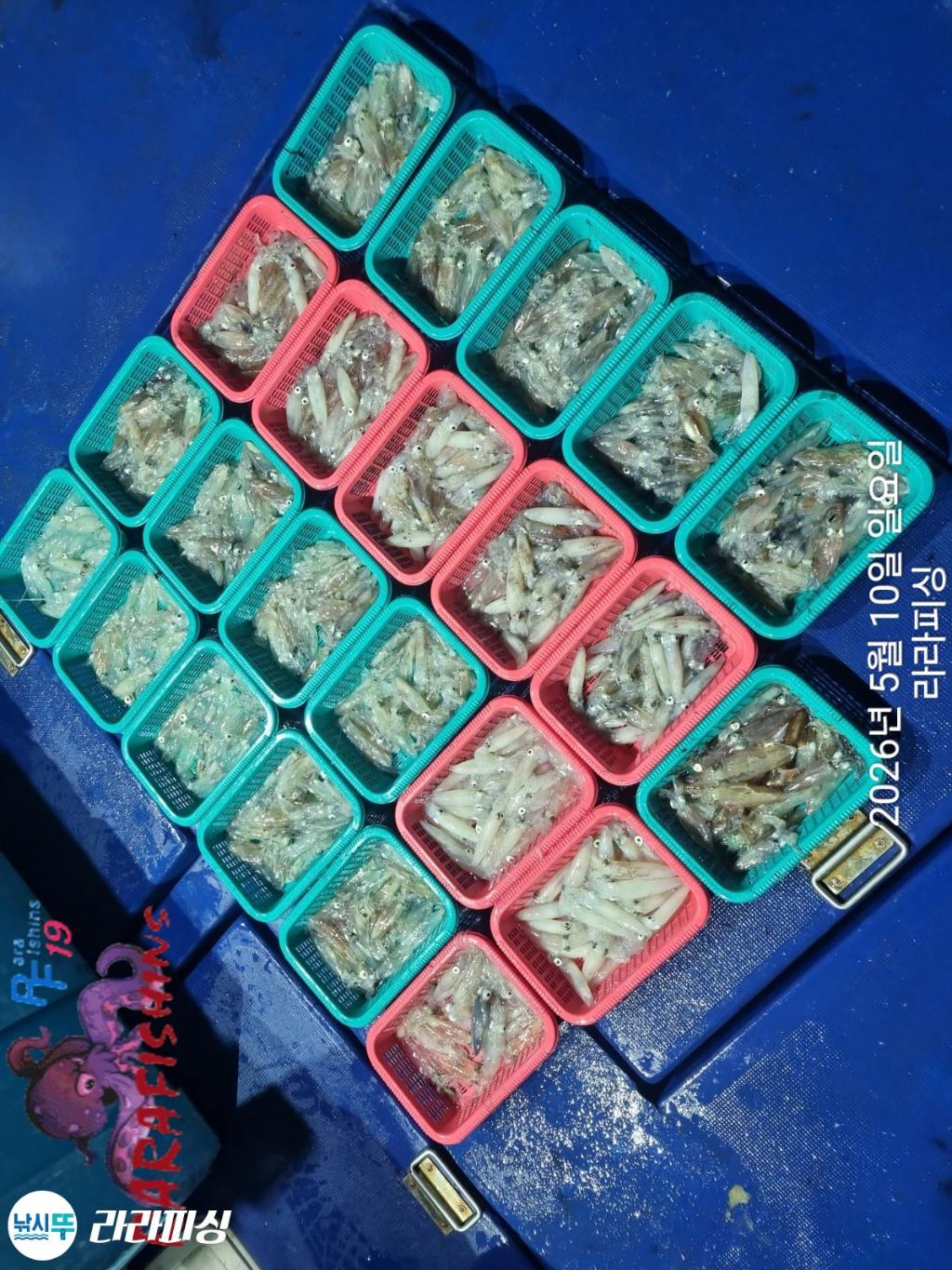 낚시뚜,호래기,속천항(진해),라라피싱,낚시뚜19