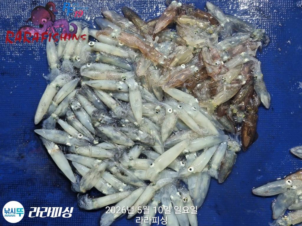 낚시뚜,호래기,속천항(진해),라라피싱,낚시뚜16