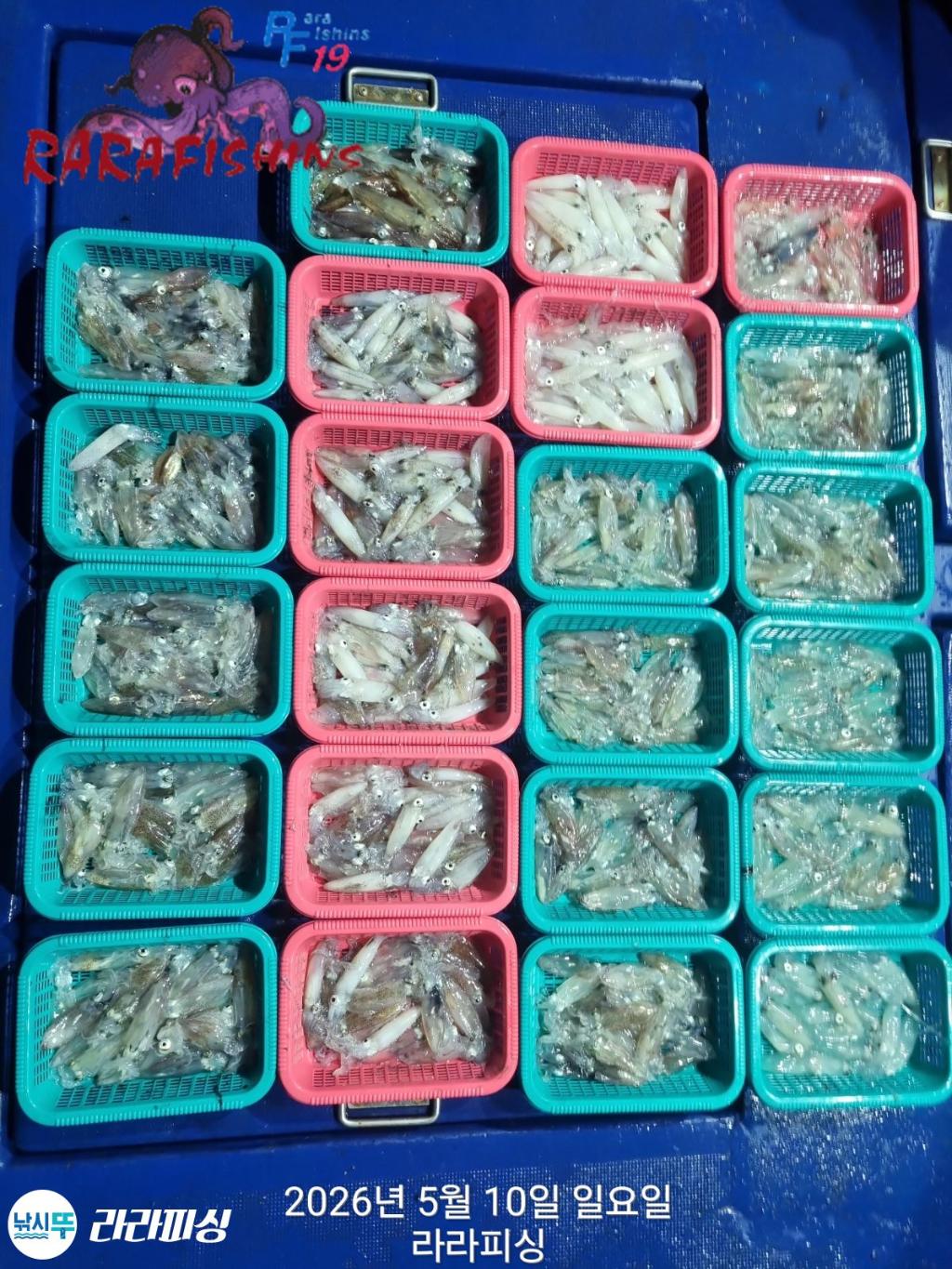낚시뚜,호래기,속천항(진해),라라피싱,낚시뚜0