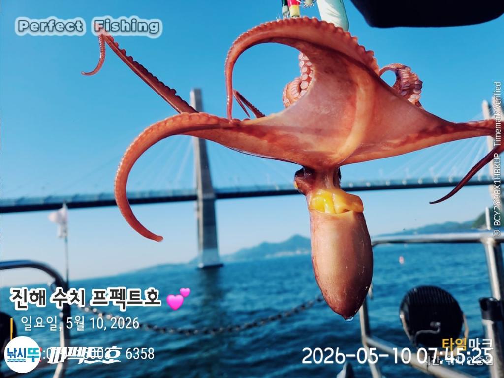 낚시뚜,돌문어,진해 수치마을 방파제,퍼펙트호,낚시뚜12