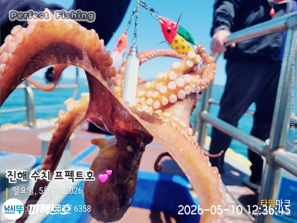 낚시뚜,돌문어,진해 수치마을 방파제,퍼펙트호,낚시뚜3