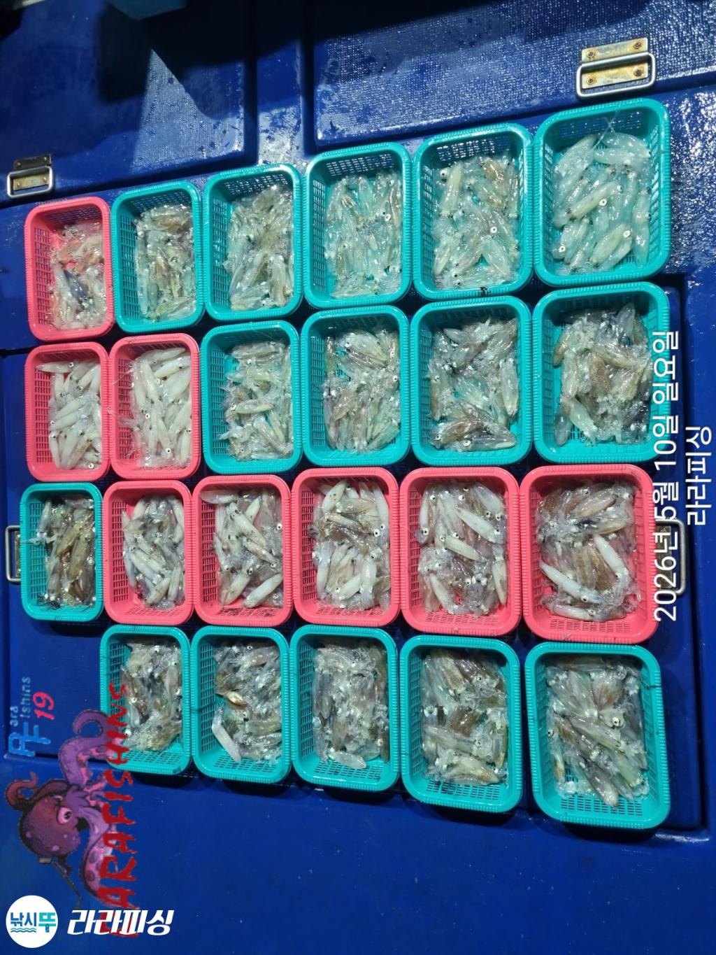 낚시뚜,호래기,속천항(진해),라라피싱,낚시뚜20