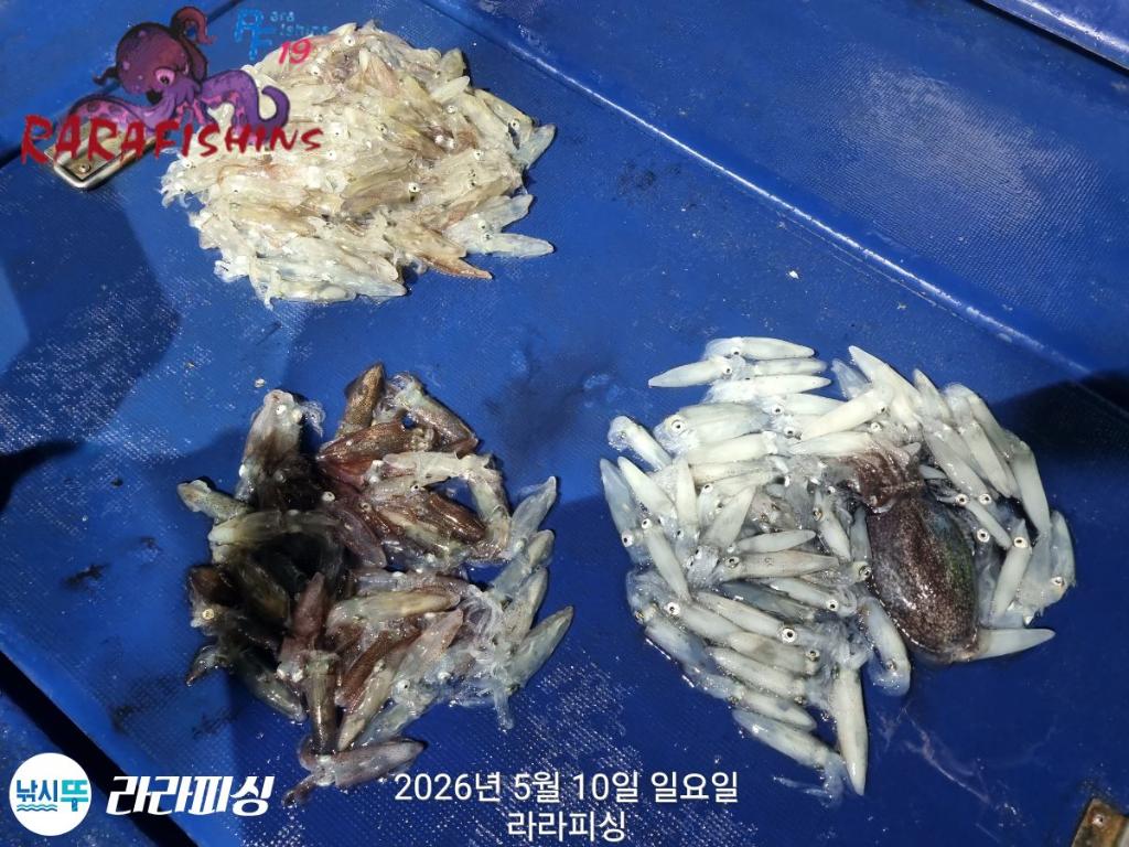 낚시뚜,호래기,속천항(진해),라라피싱,낚시뚜11
