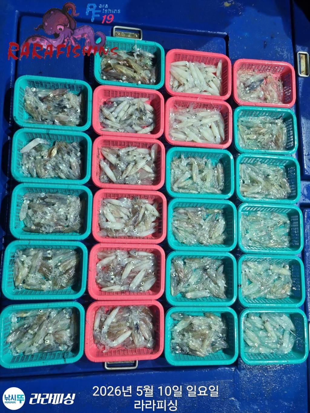낚시뚜,호래기,속천항(진해),라라피싱,낚시뚜1