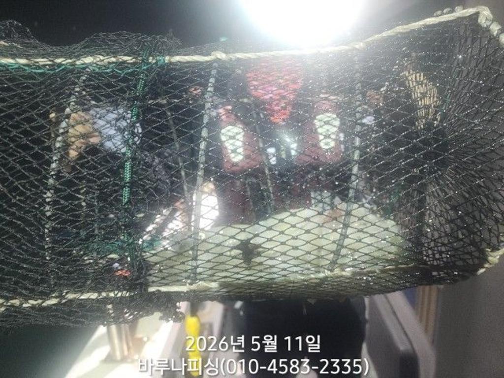 낚시뚜,호래기,속천항(진해),바루나피싱,낚시뚜7