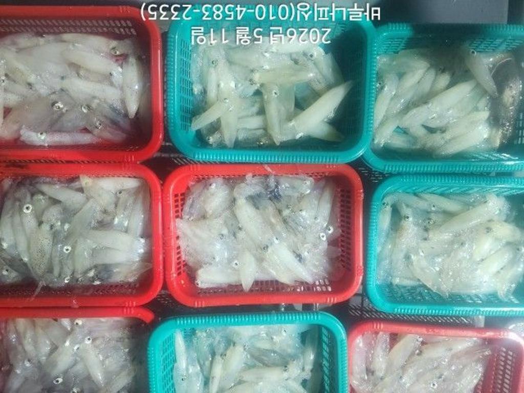 낚시뚜,호래기,속천항(진해),바루나피싱,낚시뚜0