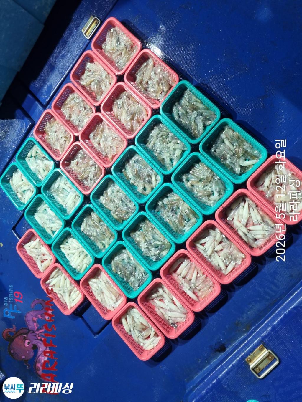 낚시뚜,호래기,속천항(진해),라라피싱,낚시뚜25