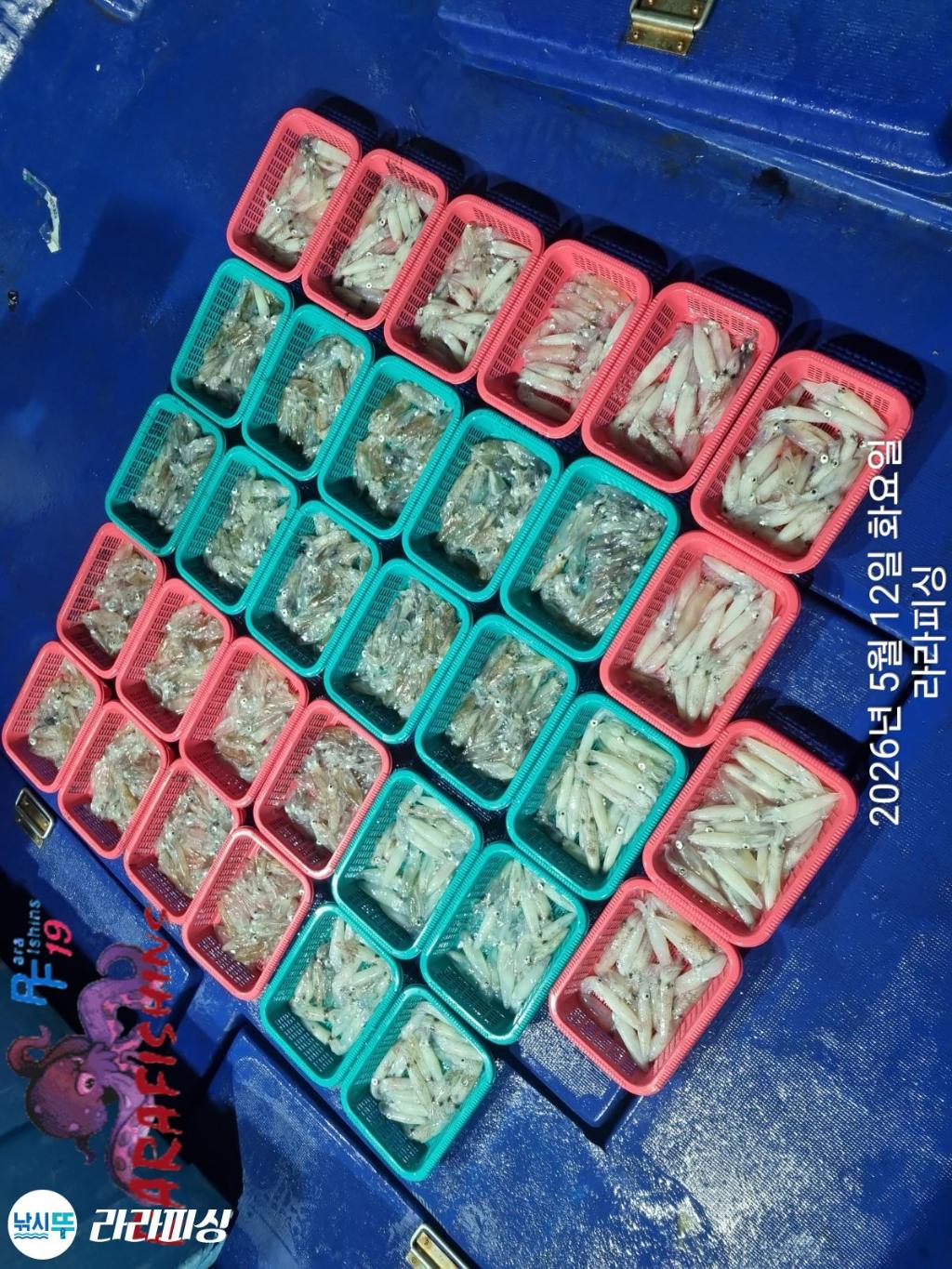 낚시뚜,호래기,속천항(진해),라라피싱,낚시뚜22