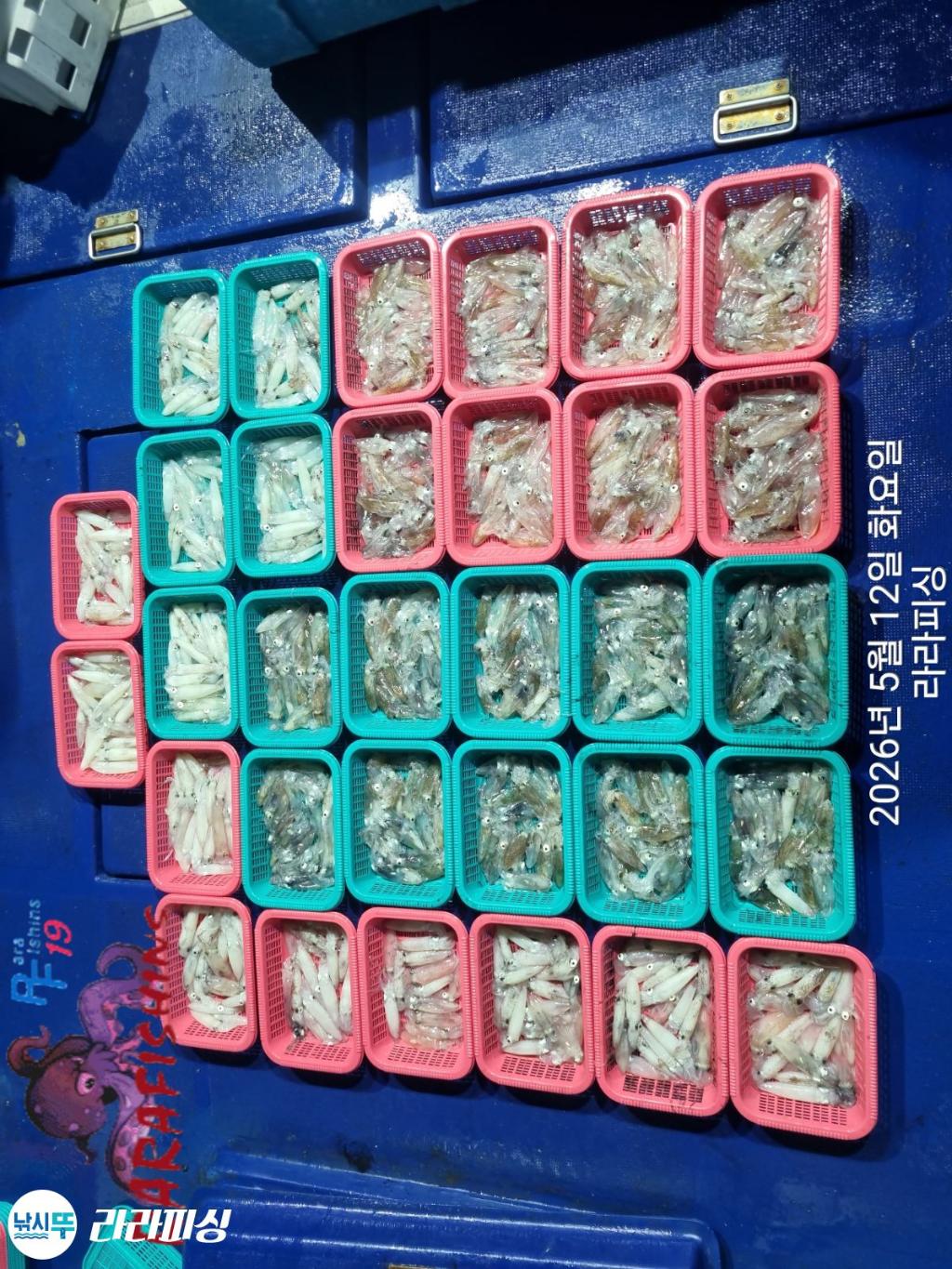 낚시뚜,호래기,속천항(진해),라라피싱,낚시뚜2