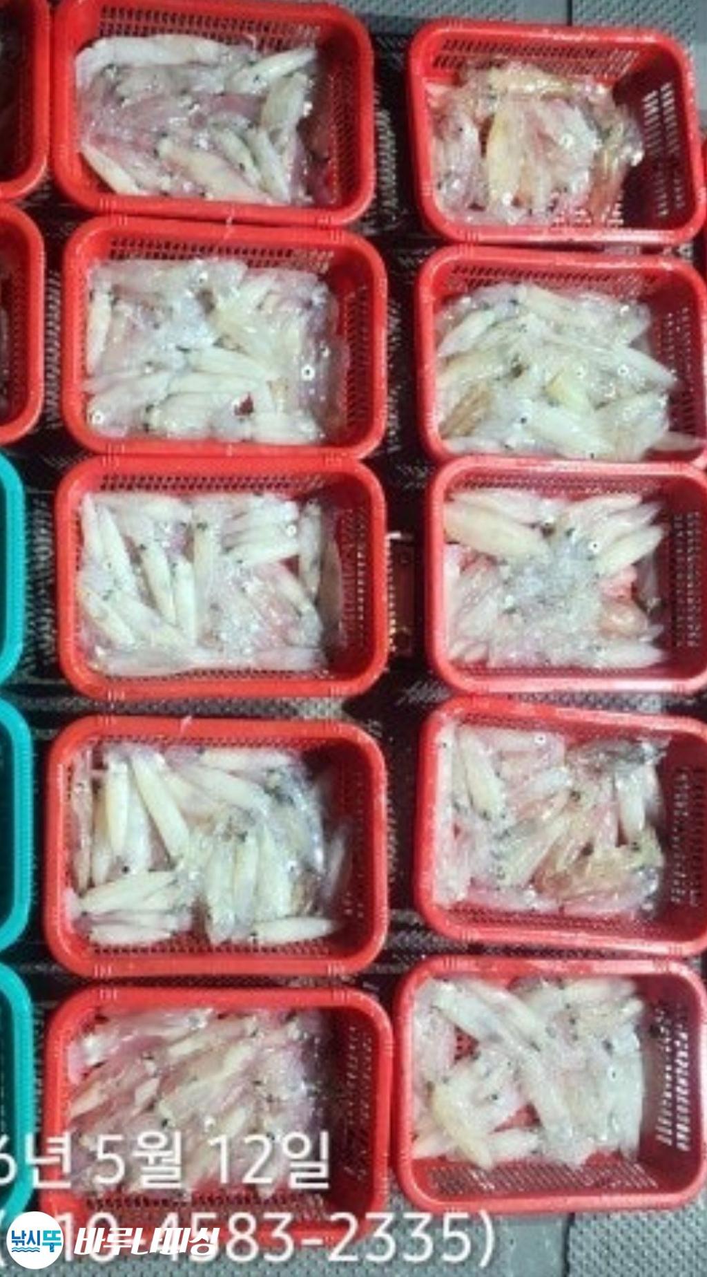 낚시뚜,호래기,속천항(진해),바루나피싱,낚시뚜4