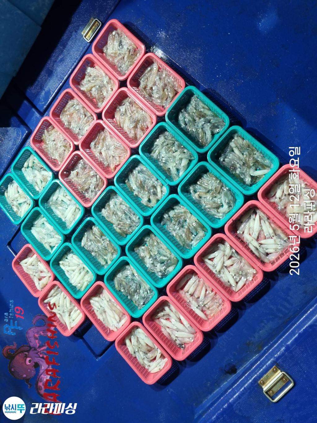 낚시뚜,호래기,속천항(진해),라라피싱,낚시뚜25