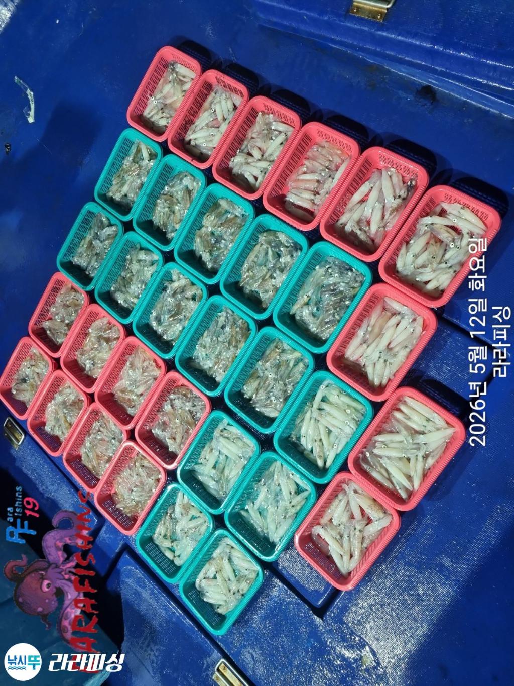 낚시뚜,호래기,속천항(진해),라라피싱,낚시뚜24